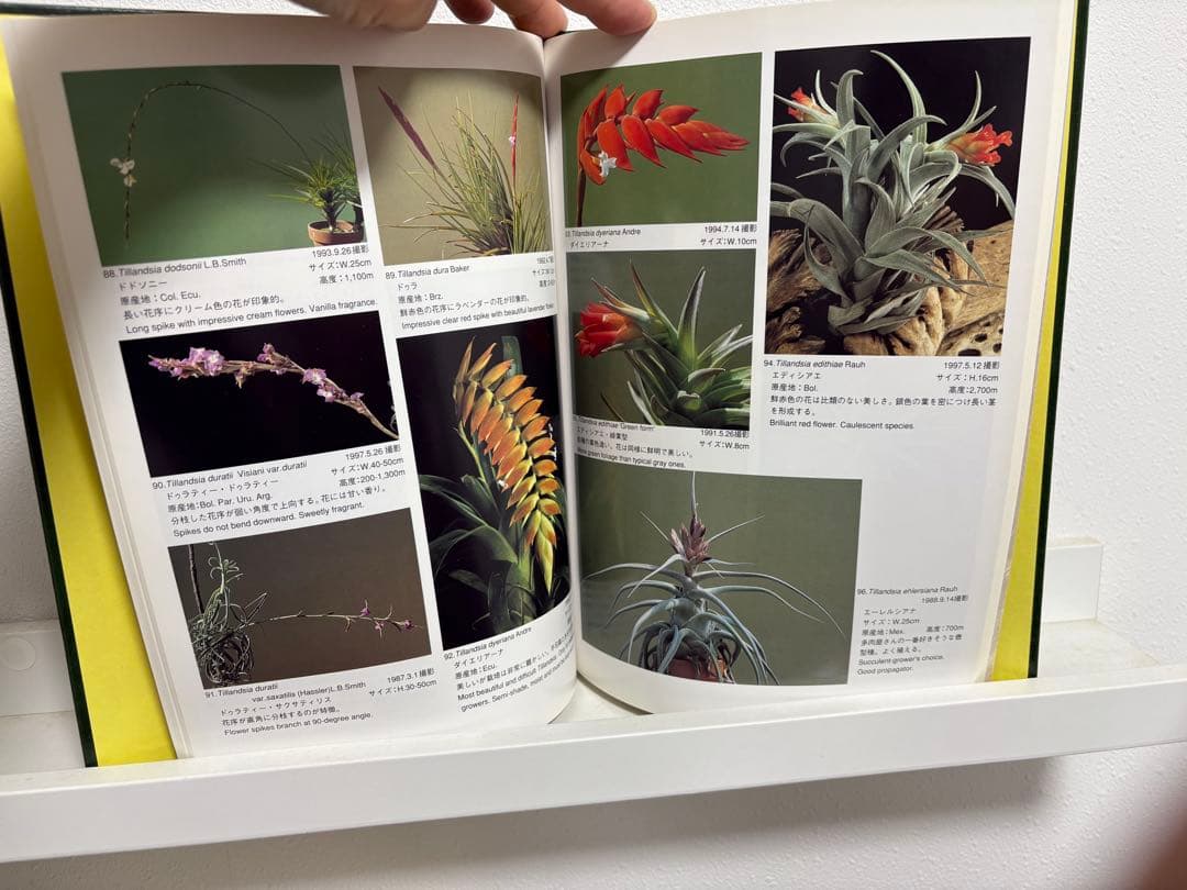 【絶版・名著】 ティランジア・ハンドブック改訂版　清水秀男・滝沢弘之　共著