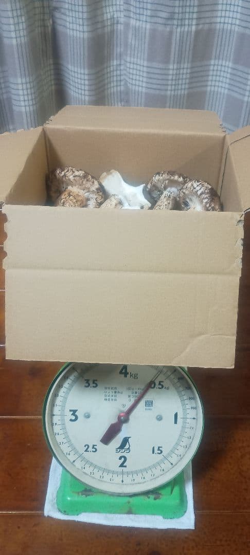 松茸 　400㌘　岐阜県産