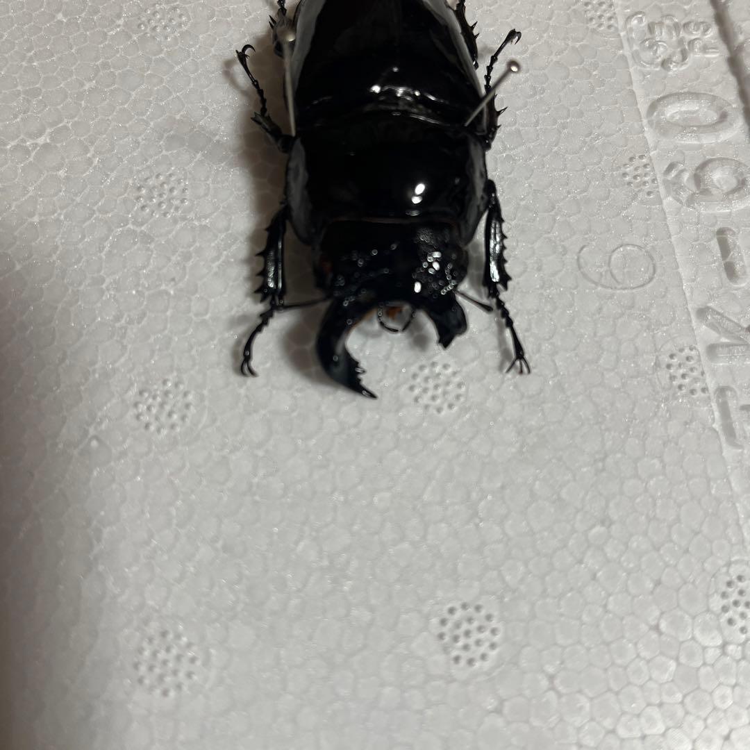 モザイク　雌雄同体　タランドゥス　死虫　標本