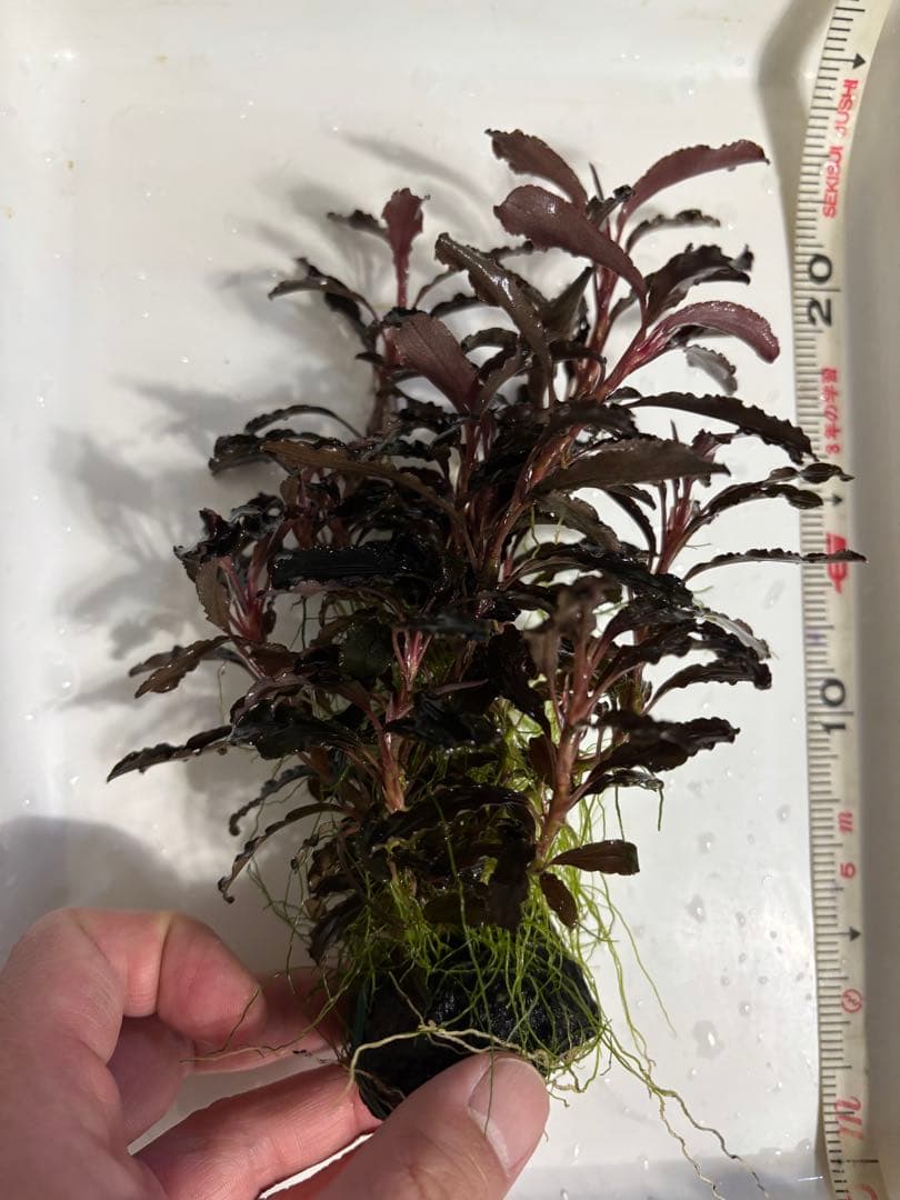 ブセファランドラ クダガン　超特大群生株　ラスト