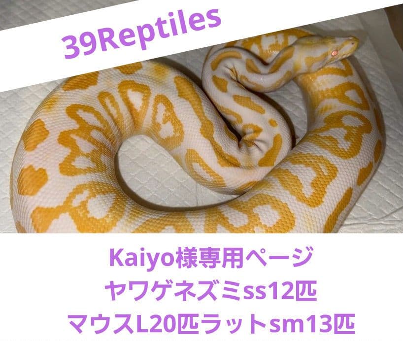 kaiyoページヤワゲネズミss12匹マウスL20匹ラットsM13オマケ付