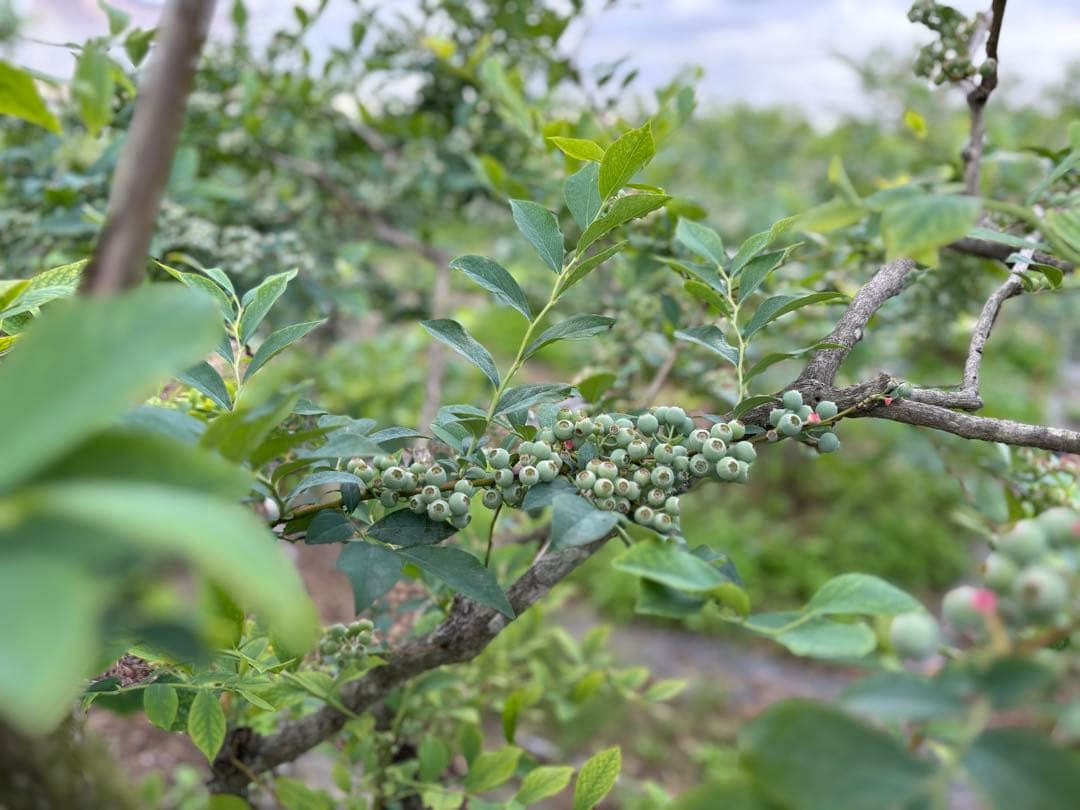 埼玉県産令和7年度冷凍ブルーベリー9キロ