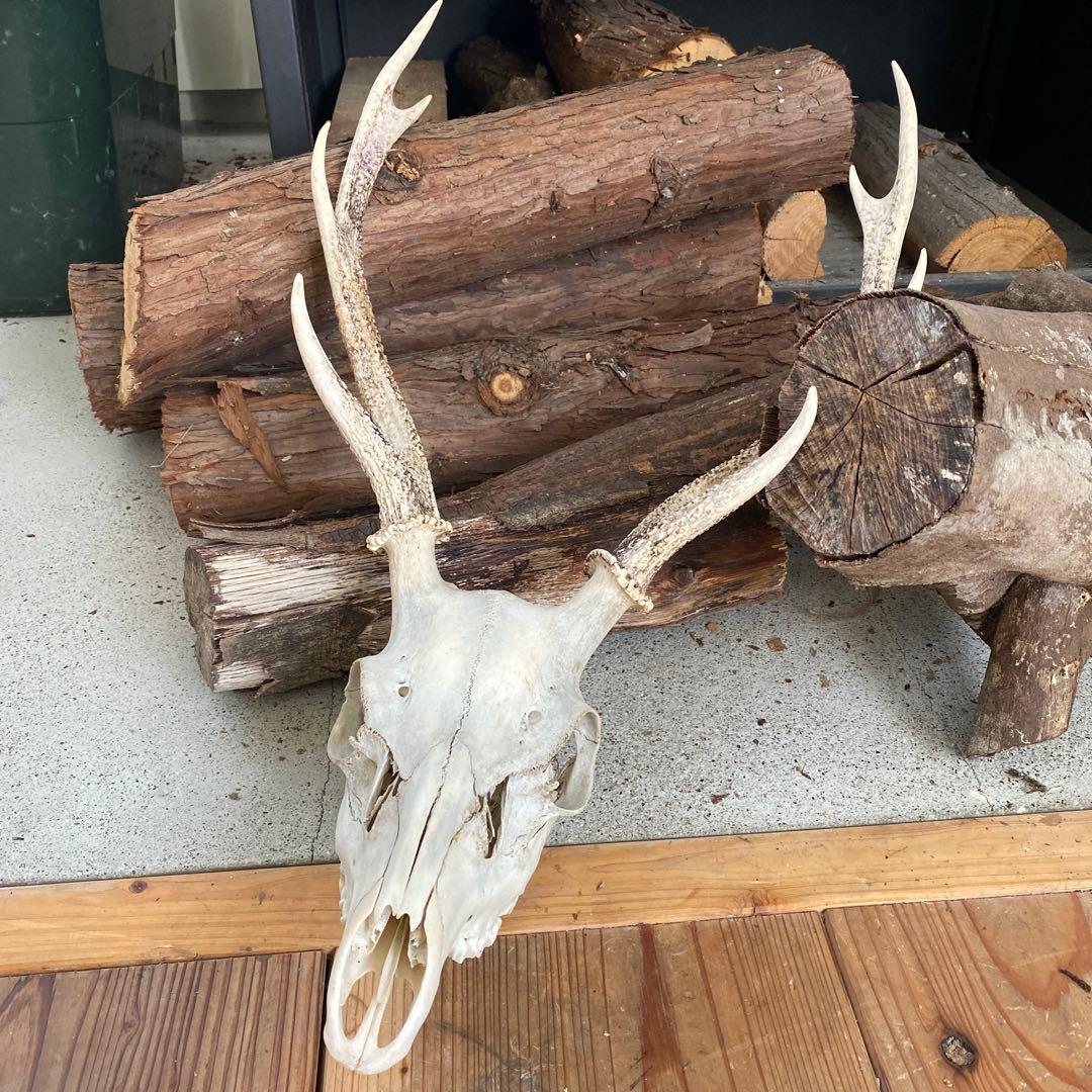 鹿角　滋賀県産　レア