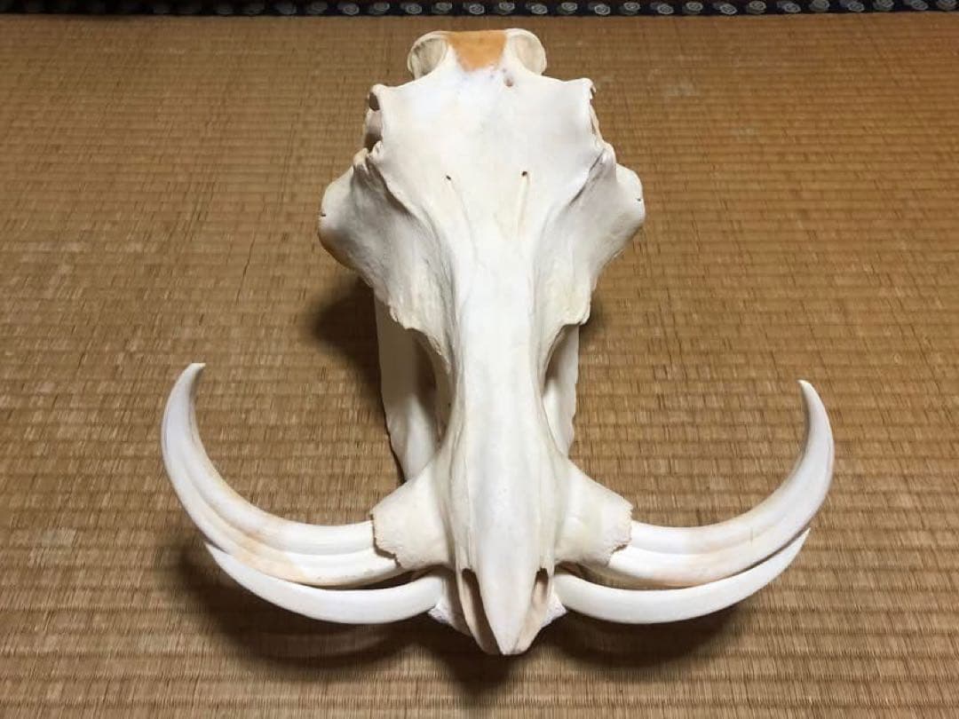 ※ pukupiku8thunder 最大級！イボイノシシの頭骨