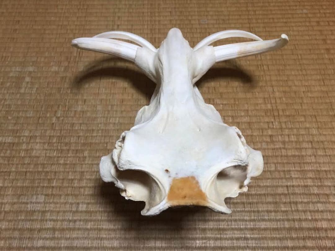 ※ pukupiku8thunder 最大級！イボイノシシの頭骨