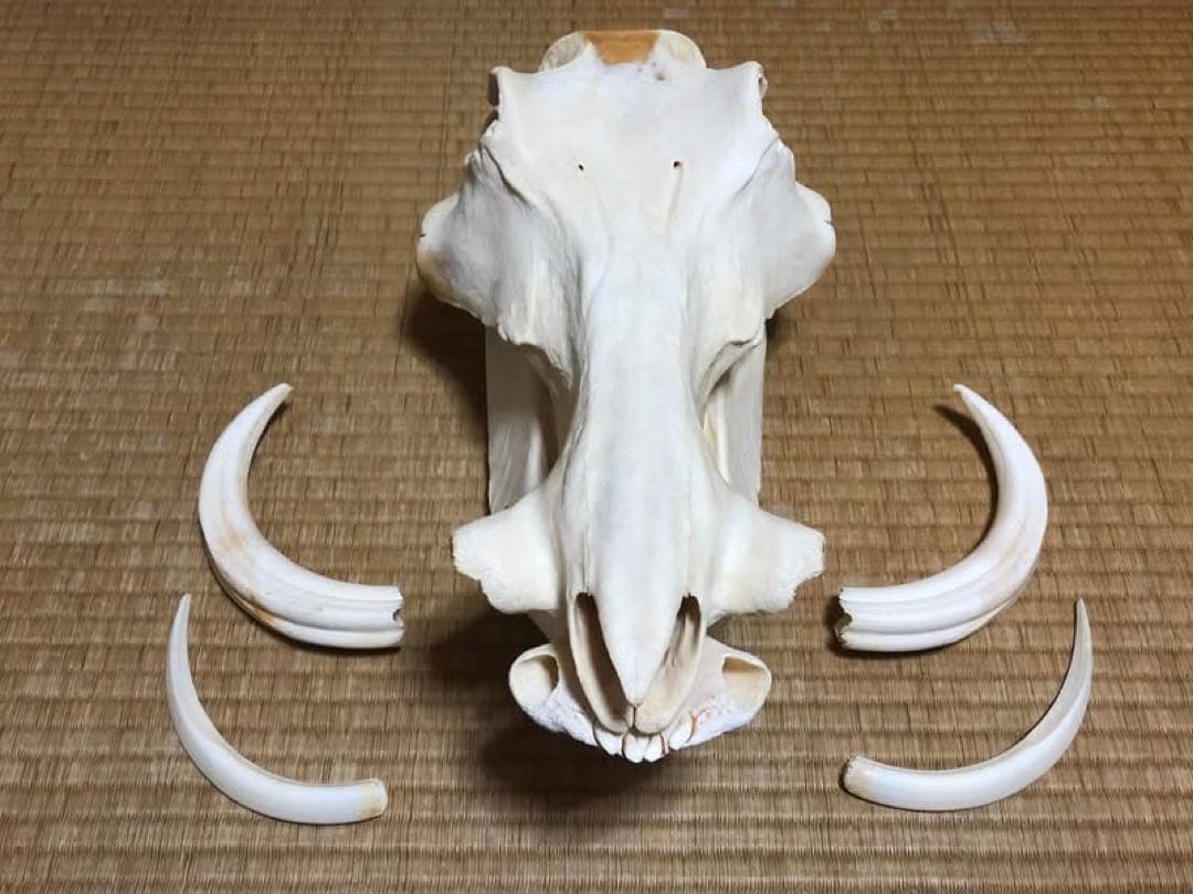 ※ pukupiku8thunder 最大級！イボイノシシの頭骨