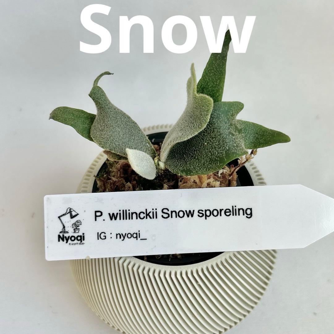 【メルカリ便】P. Willinckii (spore) 【66】