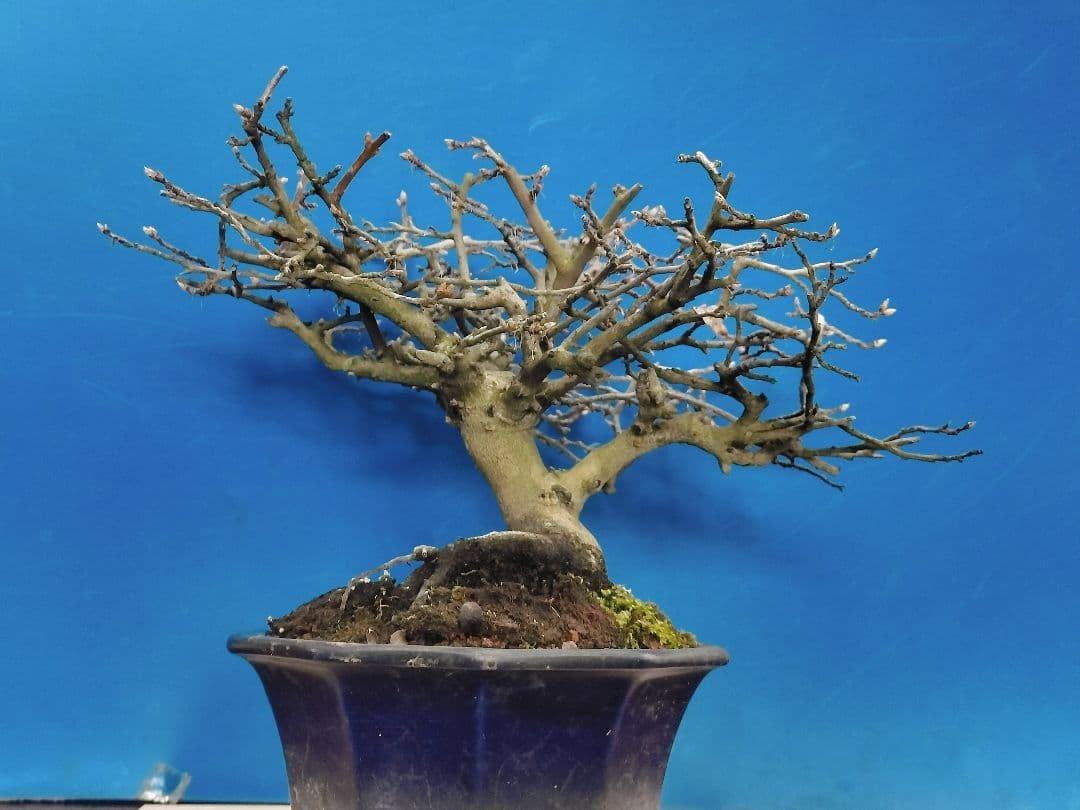 ⭐ゆうた⭐️ 老爺柿 雄の木・雌の木セット 盆栽 (A)(W)