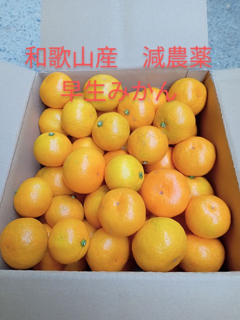 和歌山産　減農薬早生みかん5kg