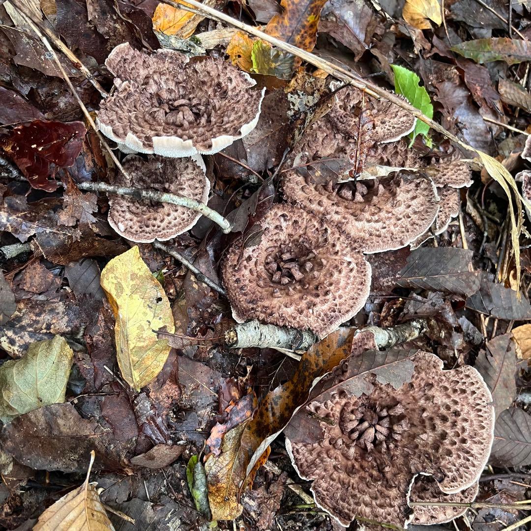 天然香茸‼️広島産　1.0kg 10月15日採りたて　クール便送料無料‼️