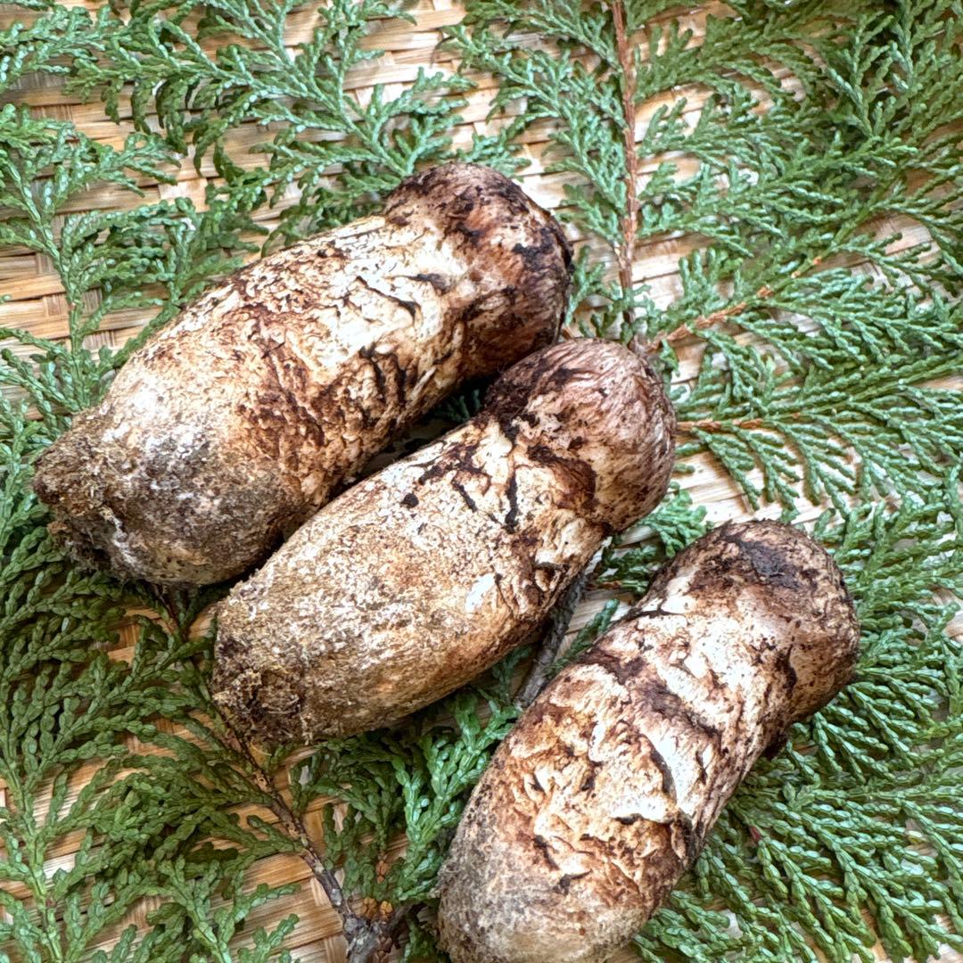 長野県南信州産‼️松茸 大小　3本セット 144g 10/24朝採れ