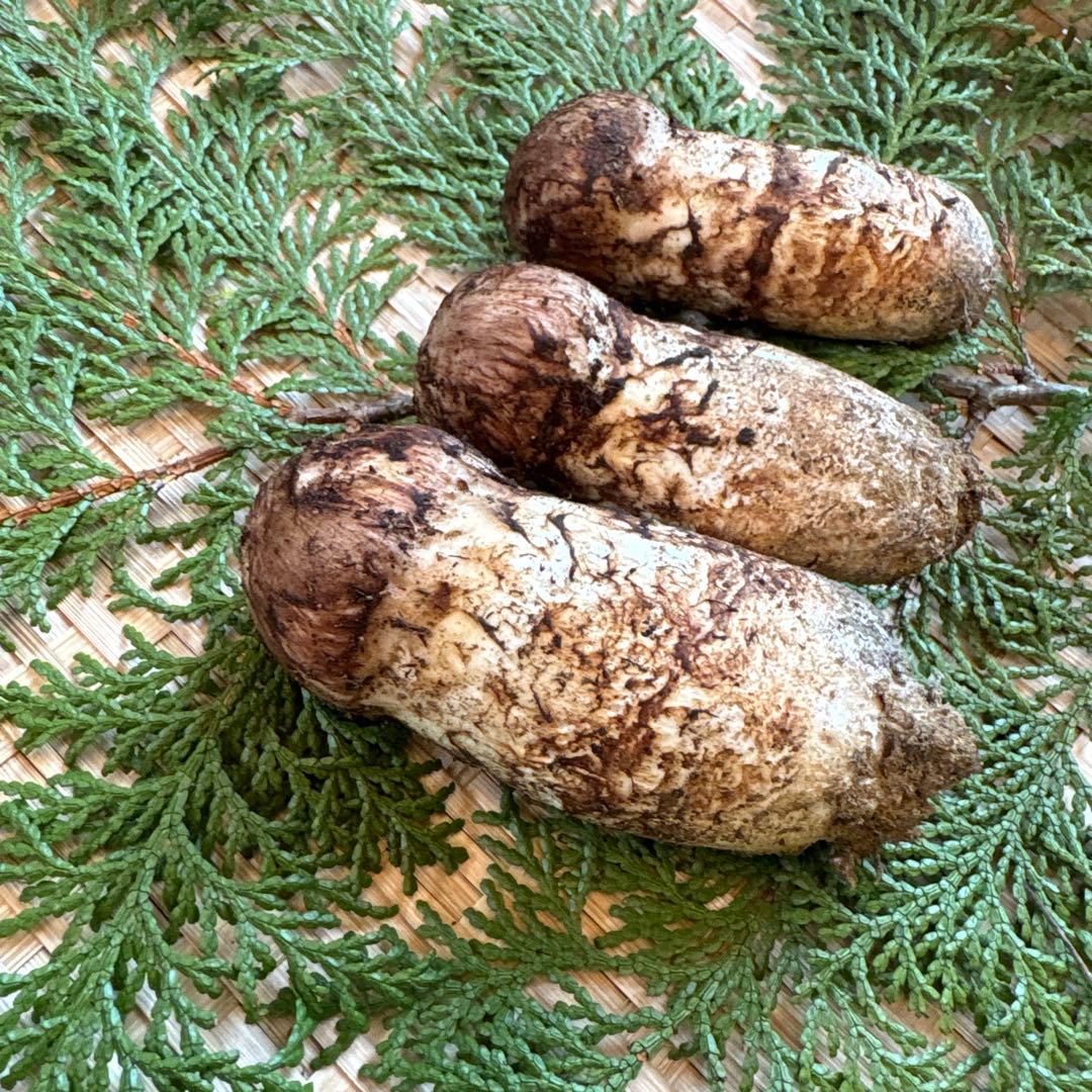 長野県南信州産‼️松茸 大小　3本セット 144g 10/24朝採れ