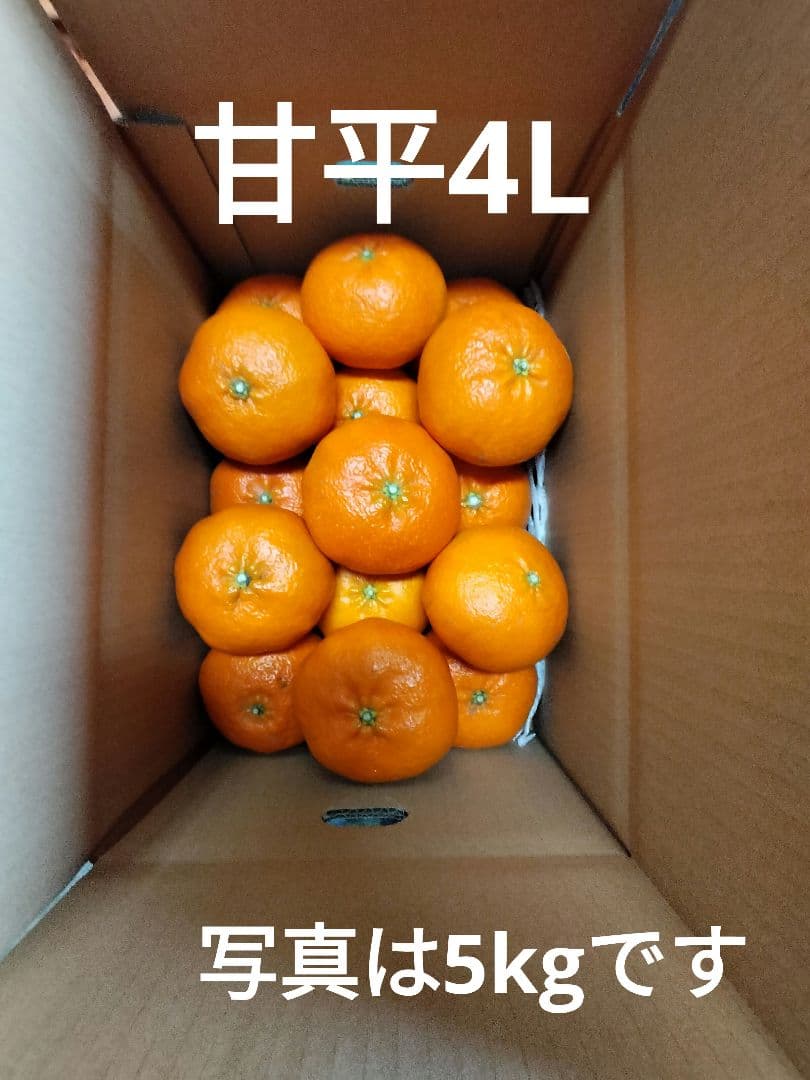 甘平　4L 秀品　箱込み10Kg　愛媛県松山市産