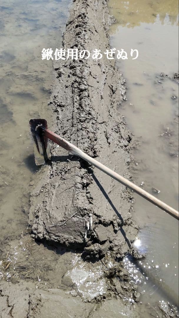 私は化学農薬を摂取したくない ７年産コシヒカリ 玄米10kg特別栽培①農薬不使用