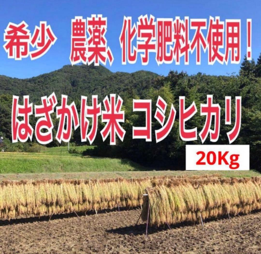 希少！ はざかけ米 農家直送 100% コシヒカリ 20Kg