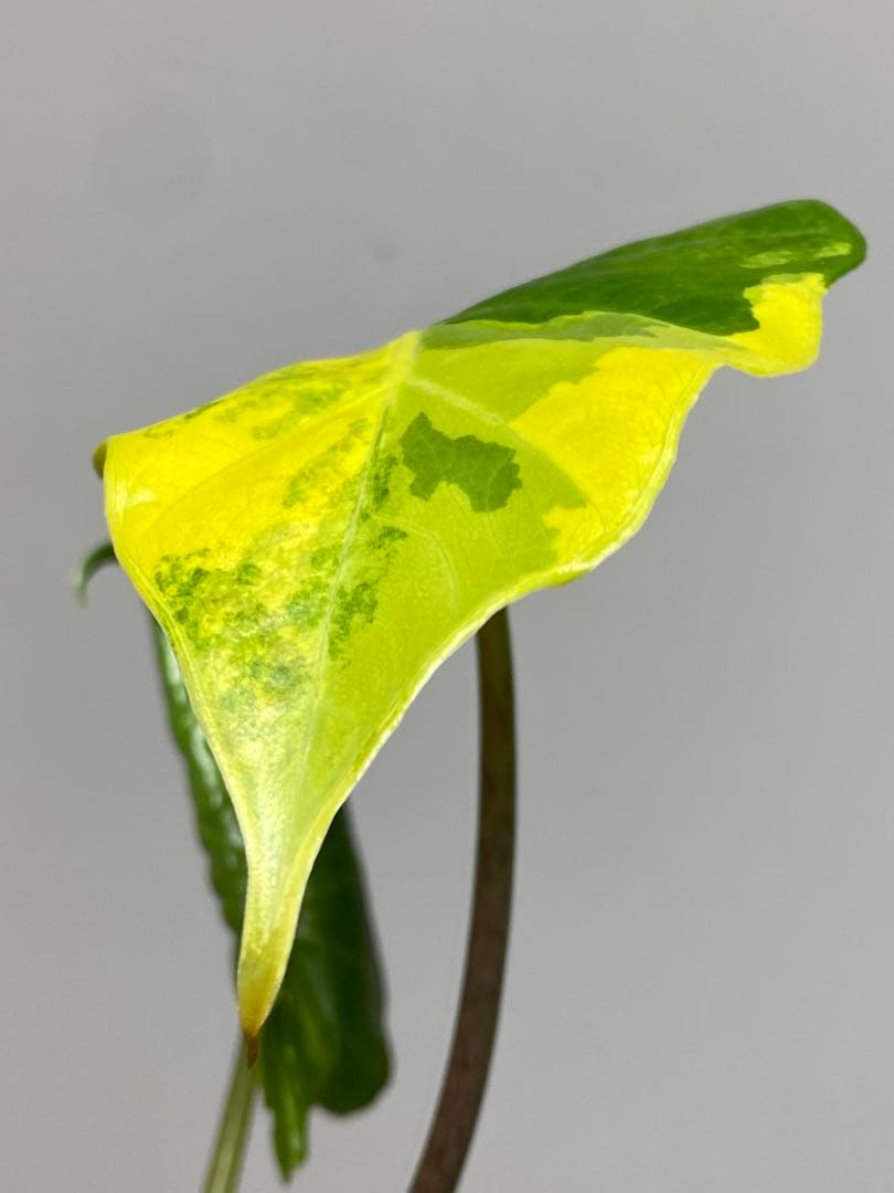 自*間様 【超希少‼️】アロカシア　ポルトドラ/ポルトラ　斑入り　オーレア　黄斑