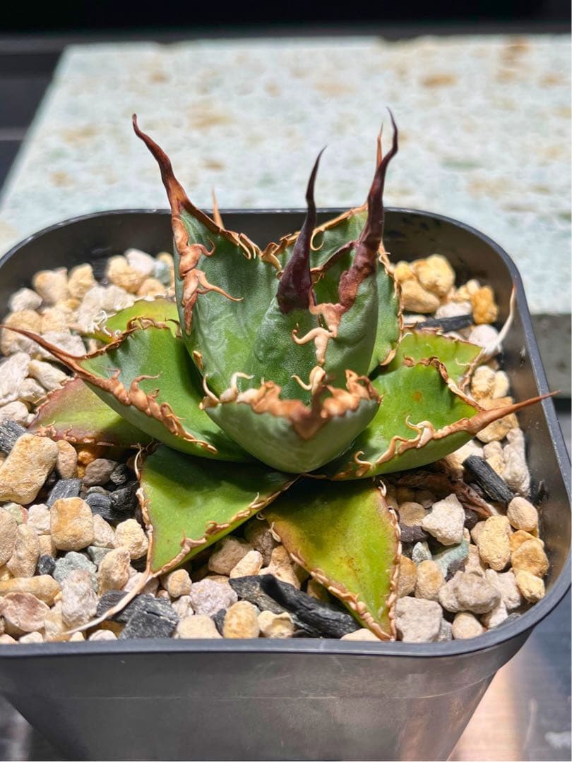 【極上ハイブリッド】アガベ エボリスピナ × ブラック＆ブルー（B&B）