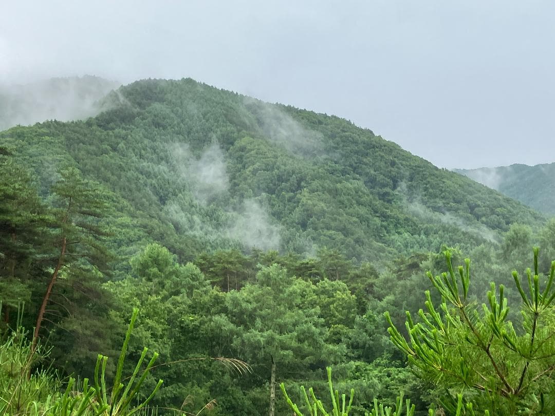 国産蜂蜜 信州産 1000g 3本セット アカシア蜂蜜 百花蜜 栗蜜