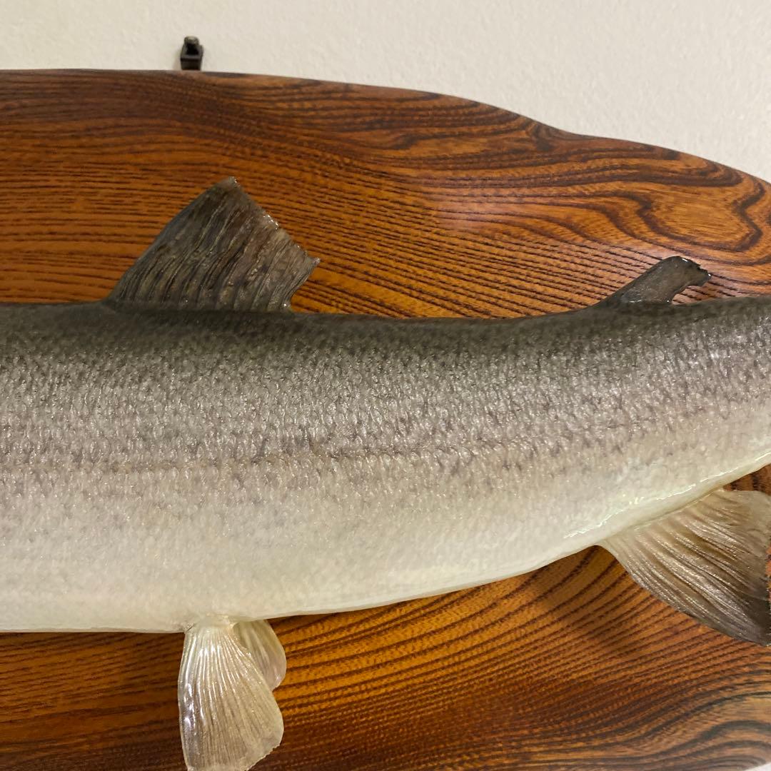 北海道 イトウ 剥製　枠本体 約60cm