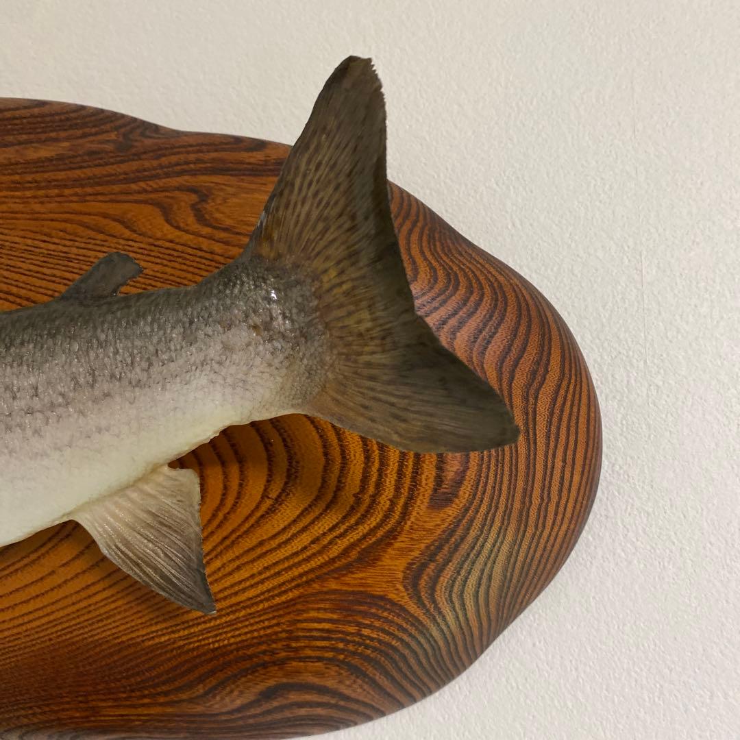 北海道 イトウ 剥製　枠本体 約60cm