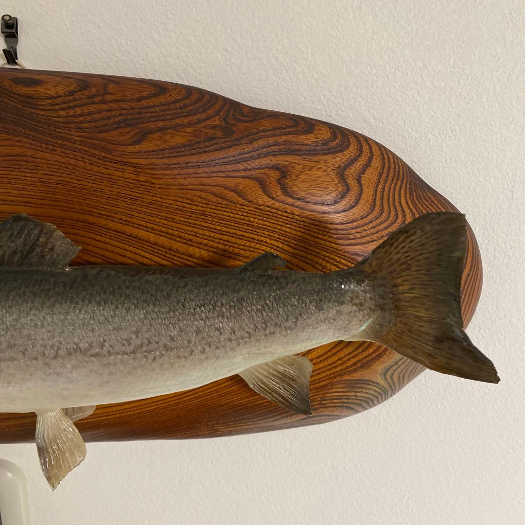 北海道 イトウ 剥製　枠本体 約60cm