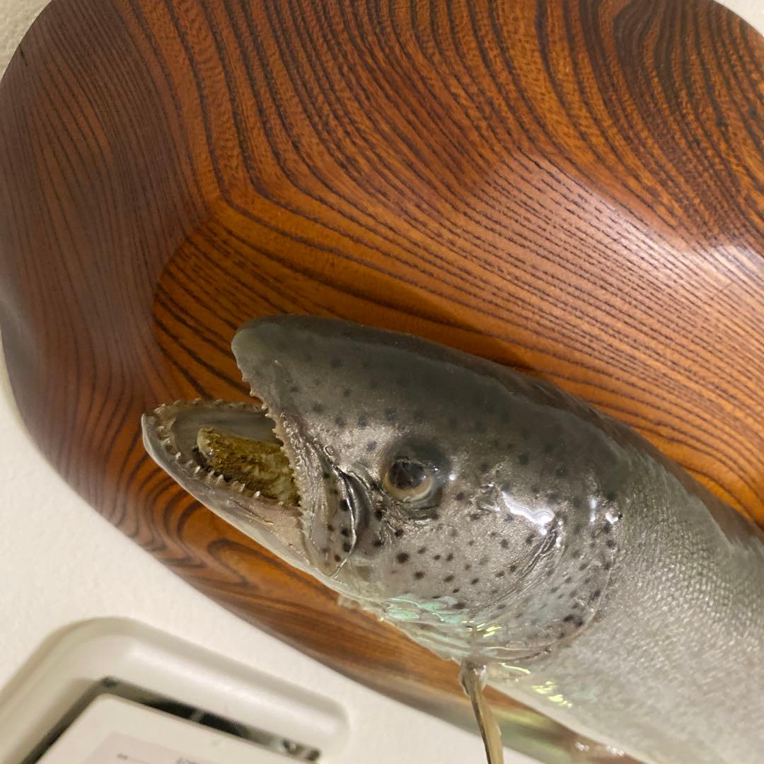 北海道 イトウ 剥製　枠本体 約60cm