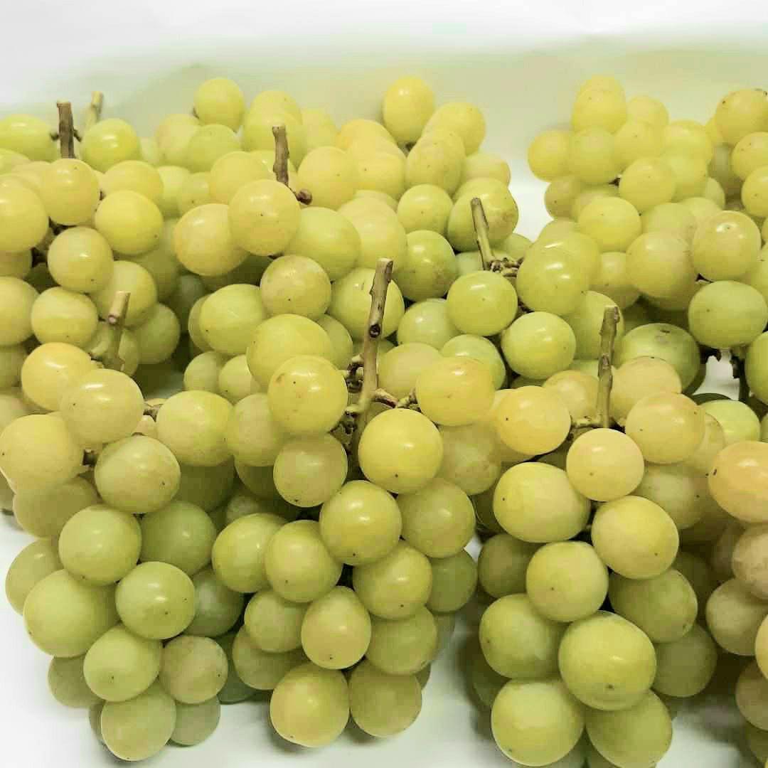 北信州産 シャインマスカット 家庭用