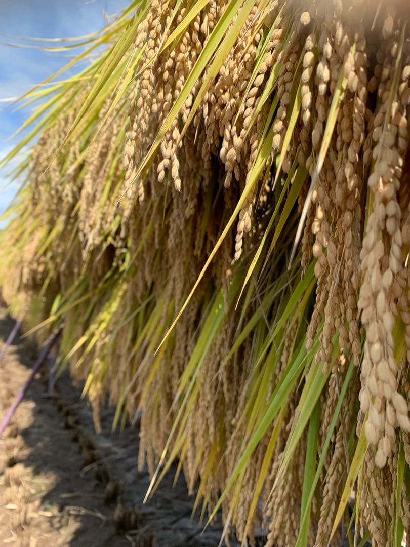 天日干しはぜ掛け米 籾保存　白米10kg 長野県産　令和7年度 コシヒカリ