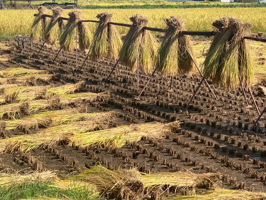 天日干しはぜ掛け米 籾保存　白米10kg 長野県産　令和7年度 コシヒカリ