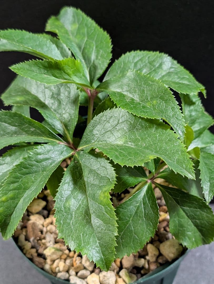 ✭クリスマスローズ:広瀬園芸•　【リバーシブル　ピンクベイン　オーレア 】