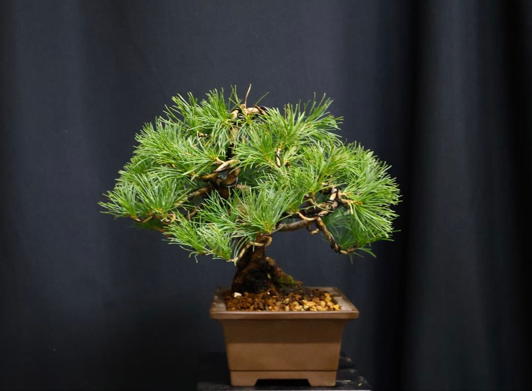 い*ん様 300人記念オークション　五葉松 小品盆栽 盆栽　樹高19cm 模様木