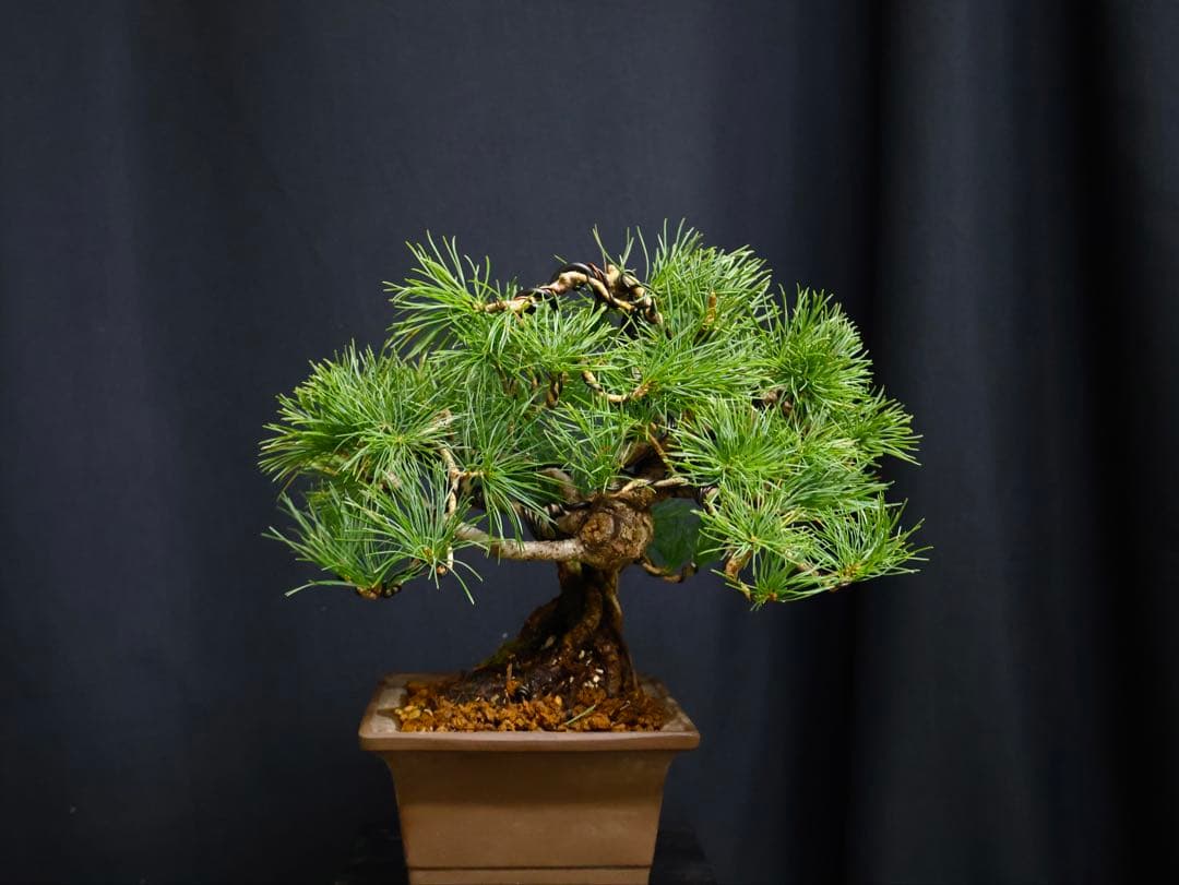 い*ん様 300人記念オークション　五葉松 小品盆栽 盆栽　樹高19cm 模様木