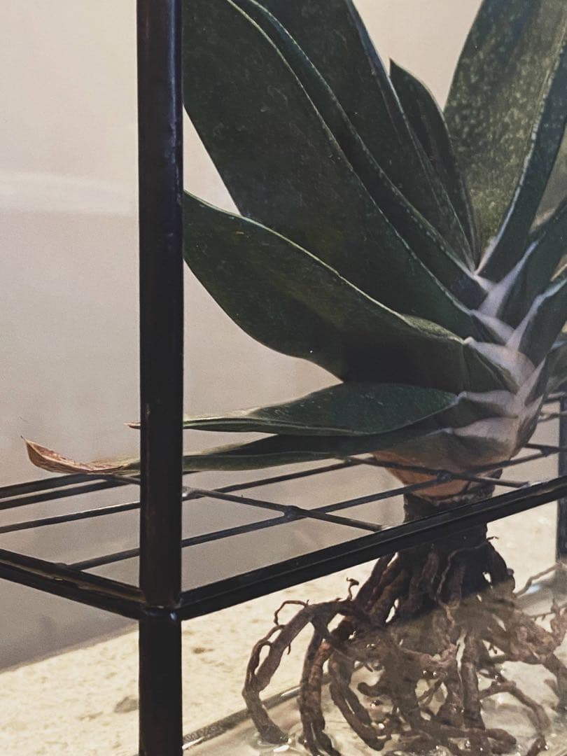 10¹² terra hydro 水耕栽培 ケース