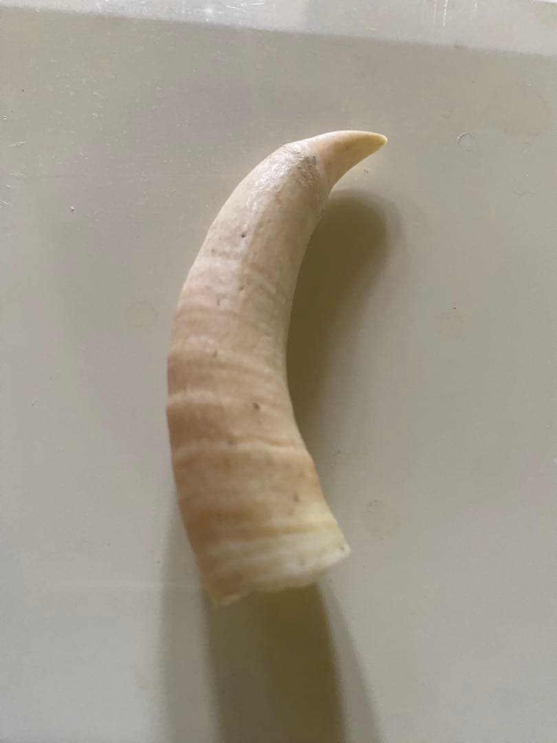 【希少】マッコウクジラの歯(未加工)