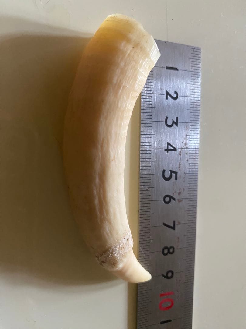 【希少】マッコウクジラの歯(未加工)