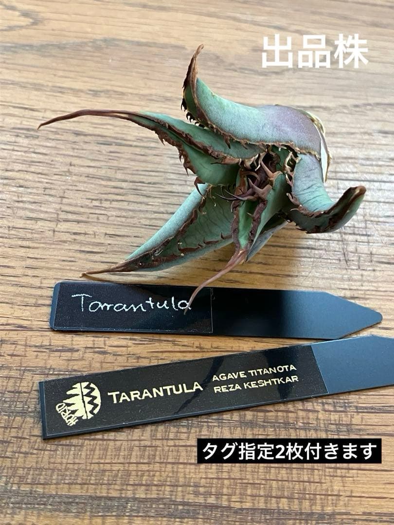 p*r様 【初売りオークション】37 REZA産　イラン株　超長棘　アガベ　タラ