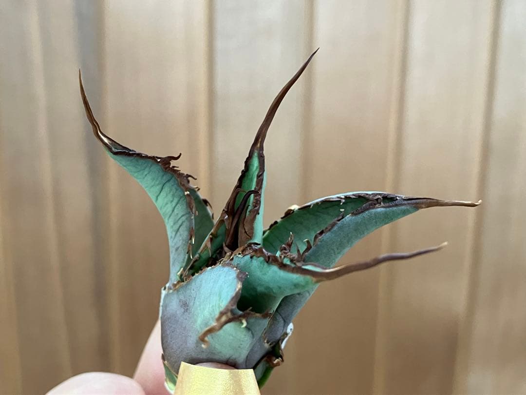 p*r様 【初売りオークション】37 REZA産　イラン株　超長棘　アガベ　タラ