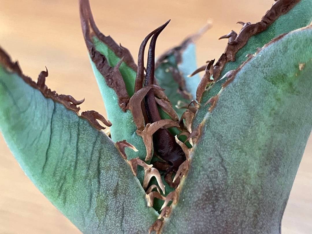 p*r様 【初売りオークション】37 REZA産　イラン株　超長棘　アガベ　タラ