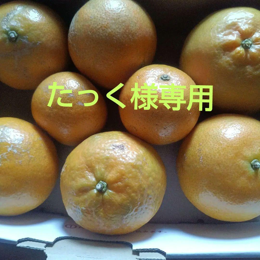 タンカン　自然栽培