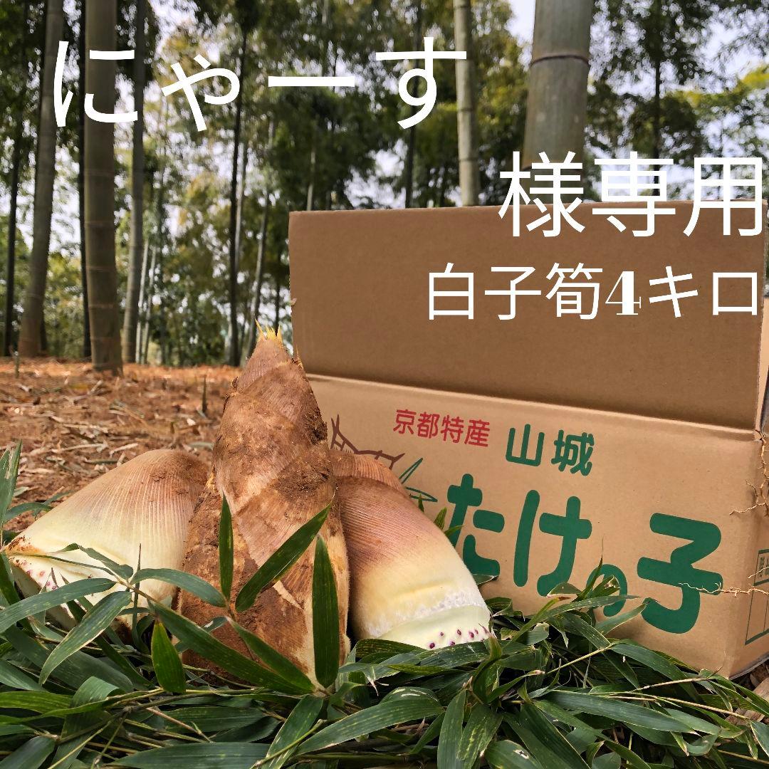 にゃーす　白子筍4キロ
