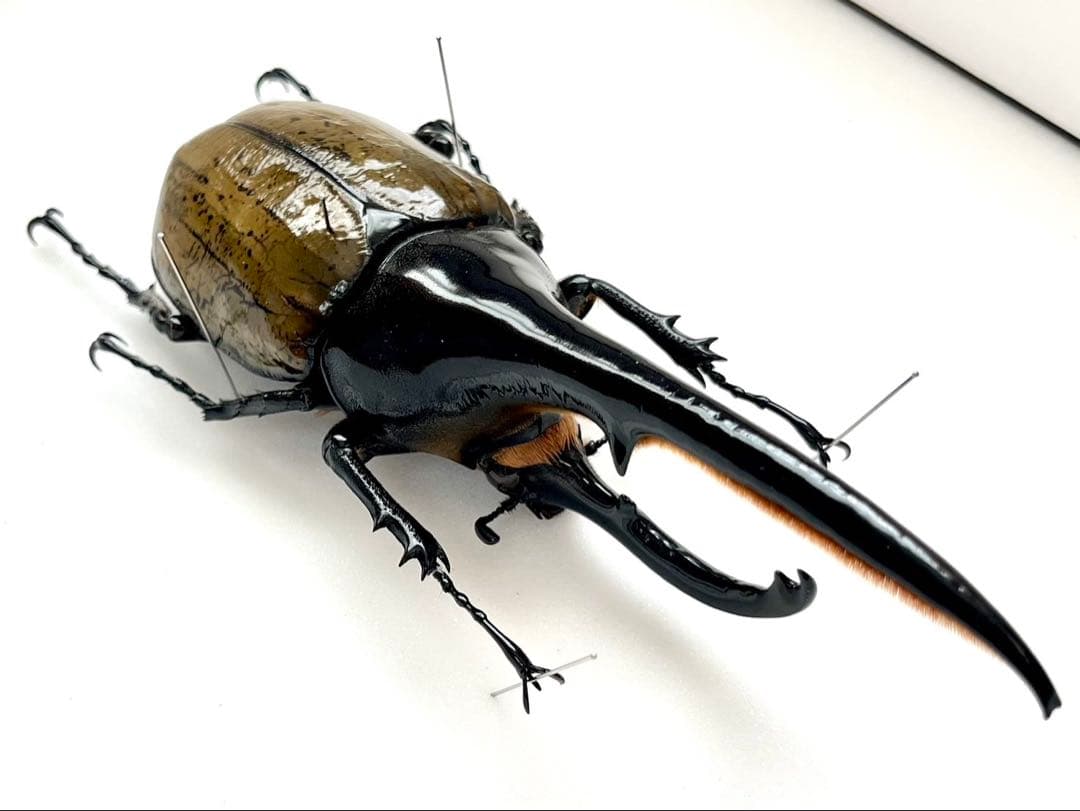 ヘラクレスオオカブト　標本　153mm