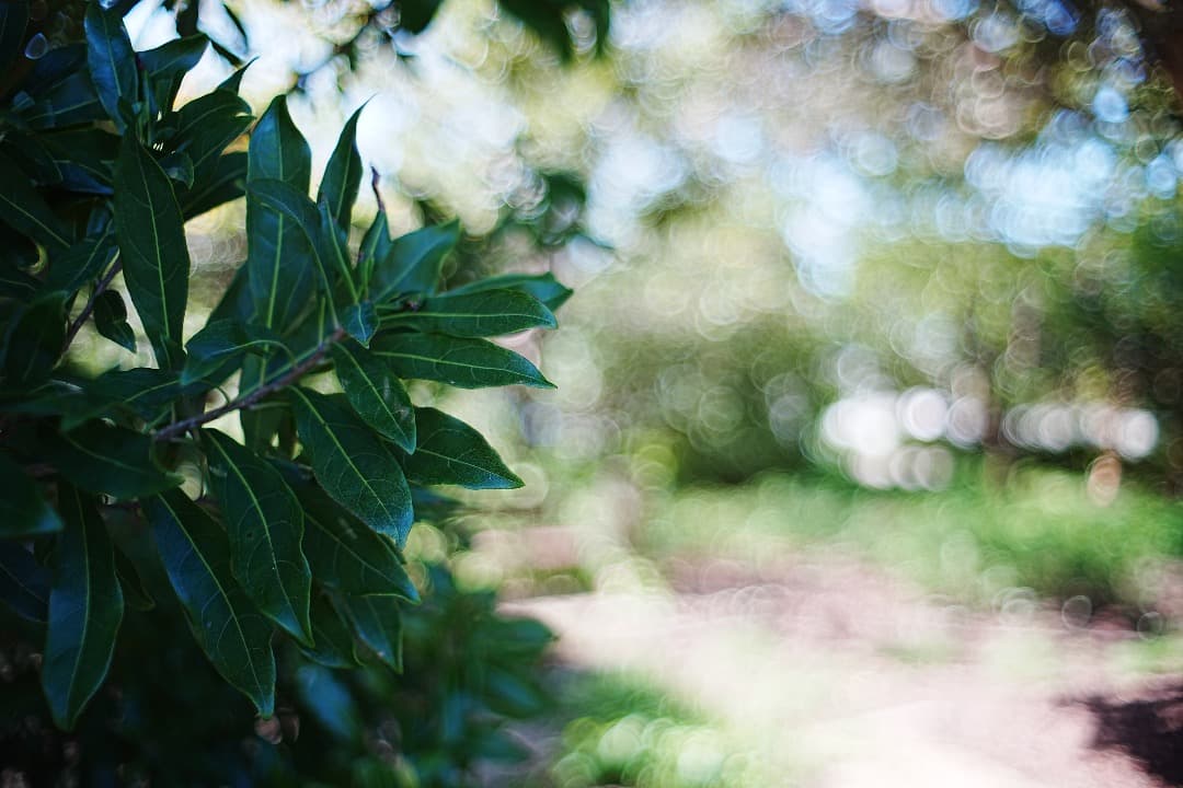 【奇跡の未使用級美品】 Super Takumar 35mm F2 前期型