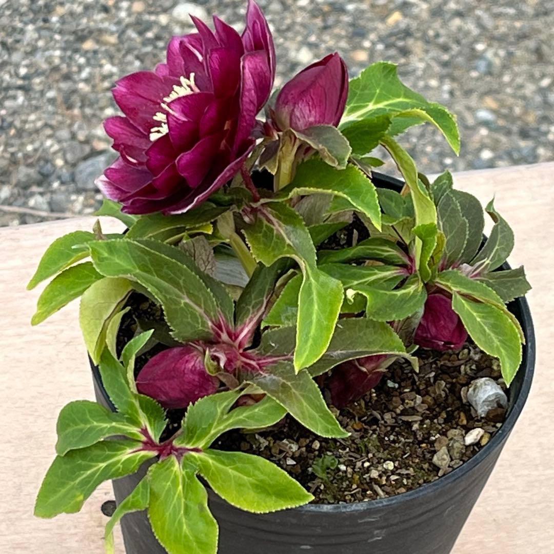 の*ん様 ☘️限定1株☘️未株分け☘️蕾付き☘️3356⭐️極上新色⭐️紅ピンク