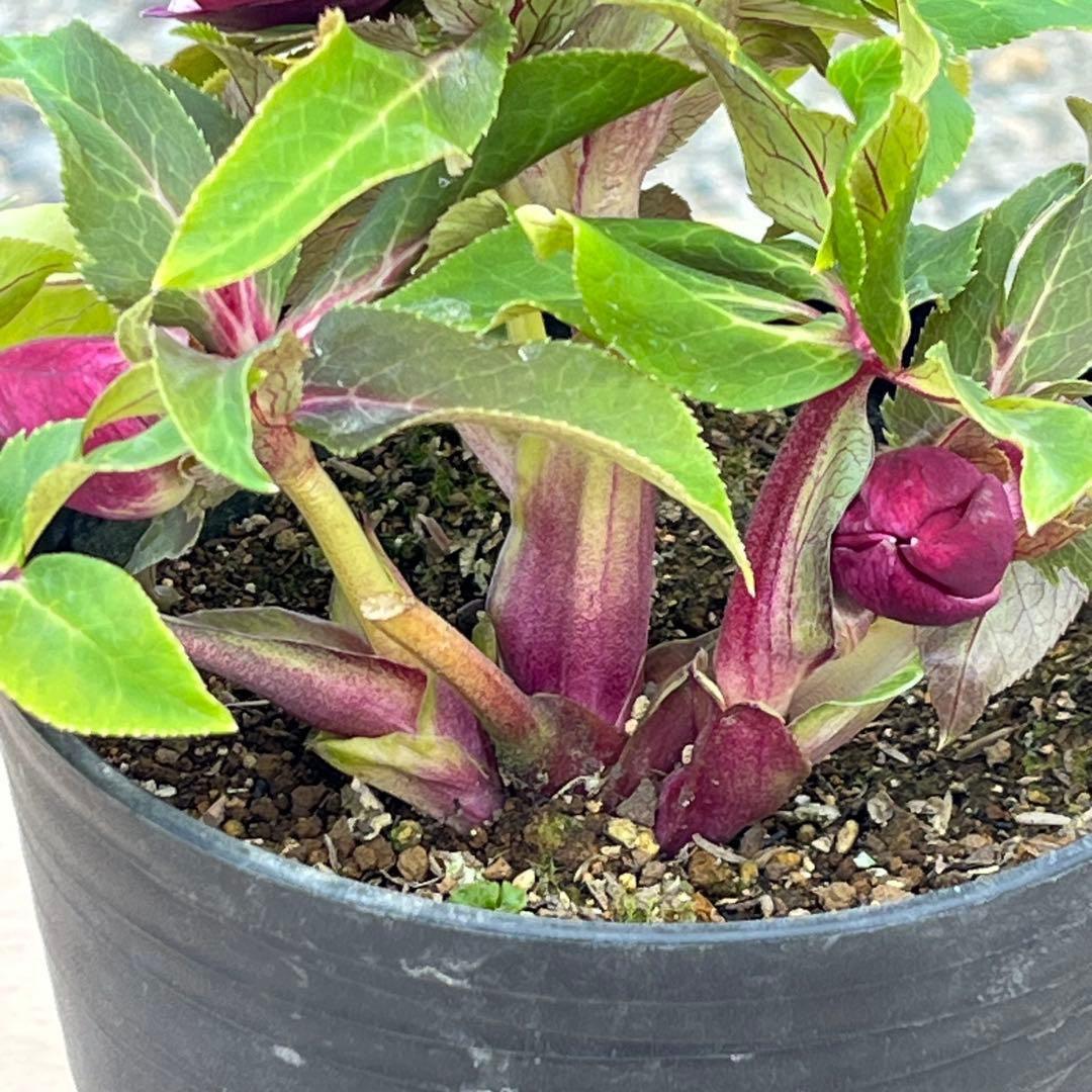 の*ん様 ☘️限定1株☘️未株分け☘️蕾付き☘️3356⭐️極上新色⭐️紅ピンク