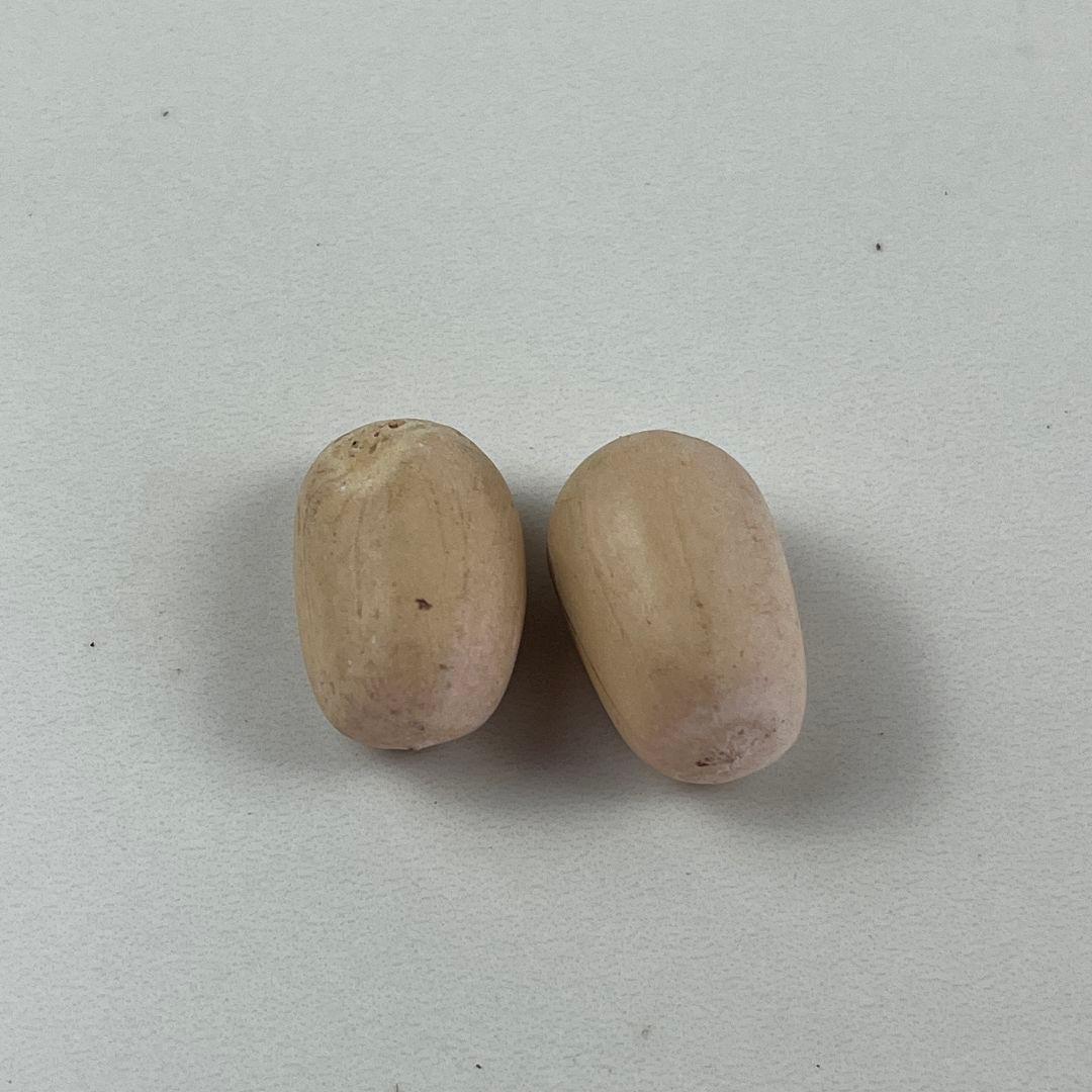 ぐ*ん様 376新鮮な種 エンセファラルトス・ホリダス 種子2粒