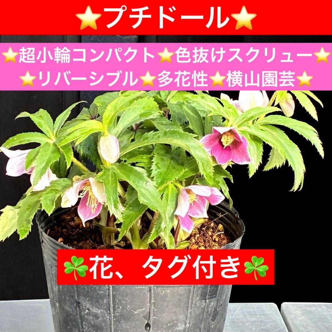 も*子様 3423☘️花、タグ付き☘️⭐️プチドール⭐️超小輪コンパクト⭐️色抜