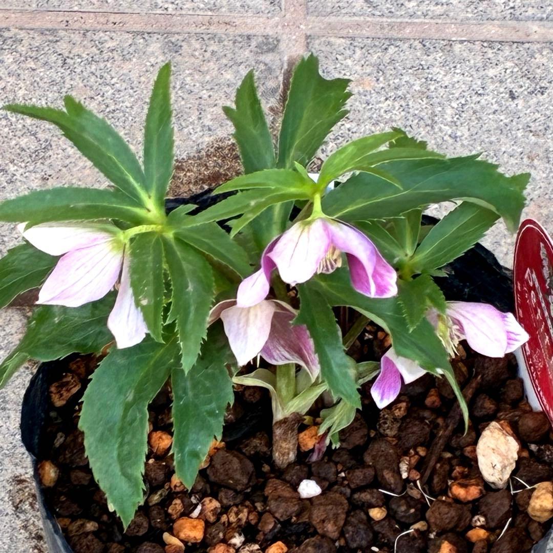 も*子様 3423☘️花、タグ付き☘️⭐️プチドール⭐️超小輪コンパクト⭐️色抜