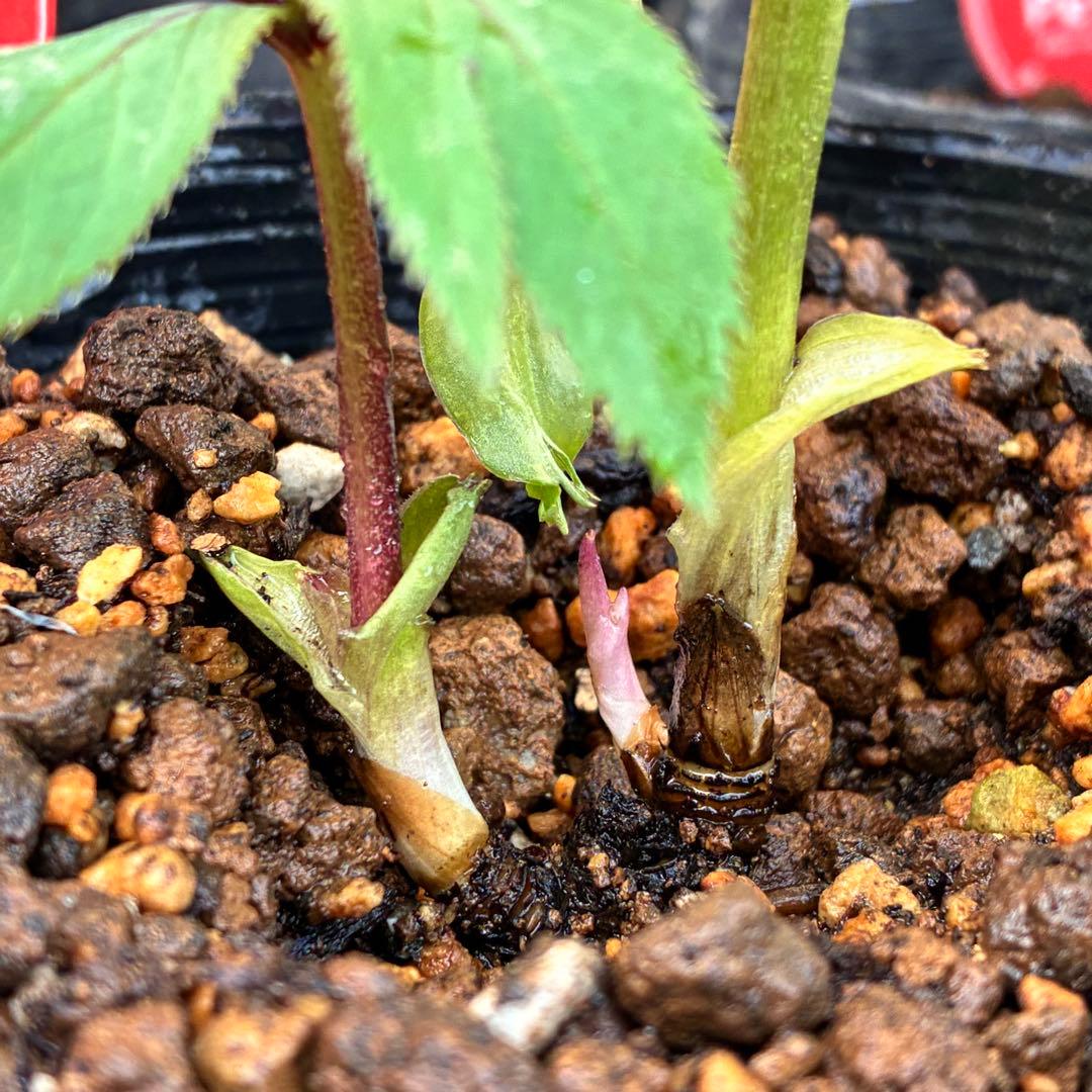 も*子様 3423☘️花、タグ付き☘️⭐️プチドール⭐️超小輪コンパクト⭐️色抜