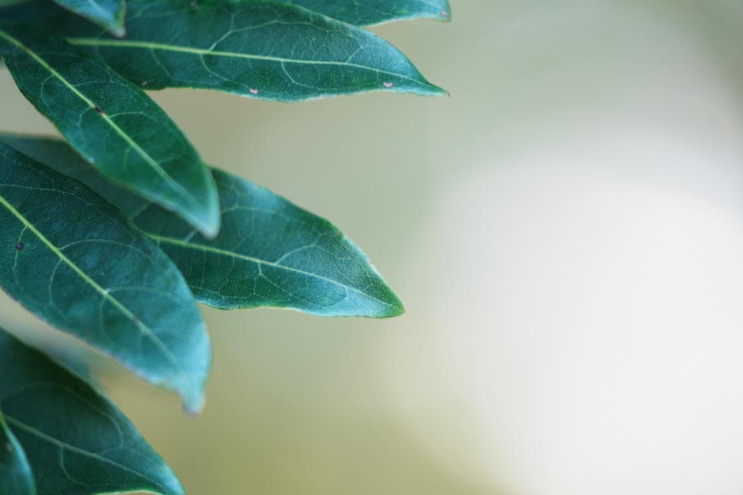 極美品 SONY SEL70200GM F2.8通し 大三元 プロ実写検証済