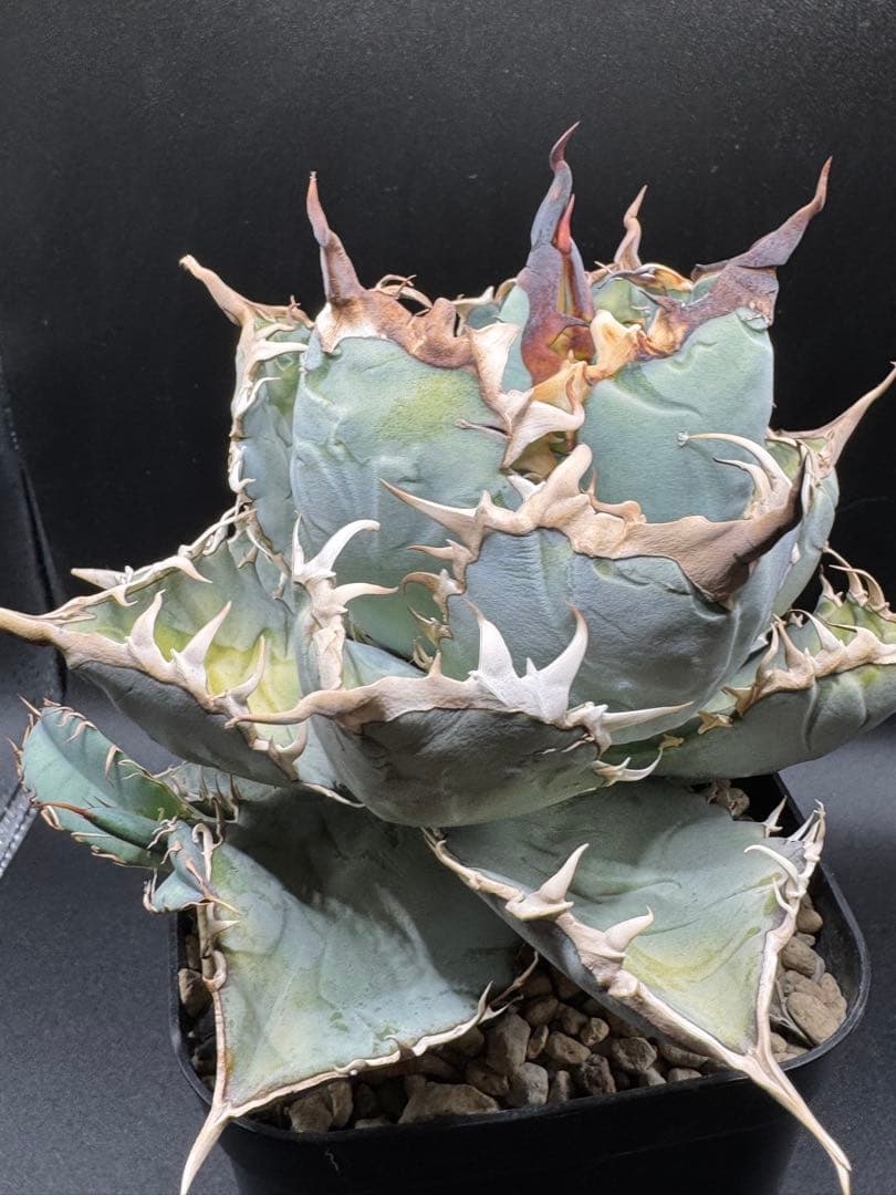 u*2様 アガベ 実生チタノタブルー 子株